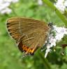 Satyrium pruni